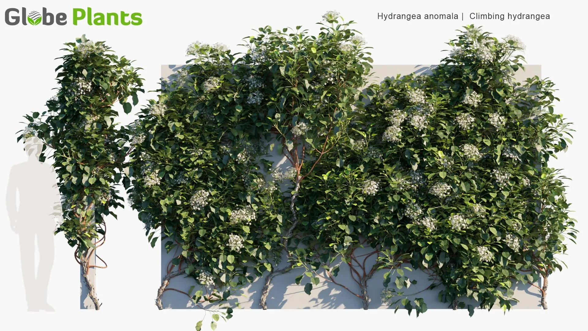 دانلود 80 مدل سه بعدی درخت انگور و گیاه پیچک - 12