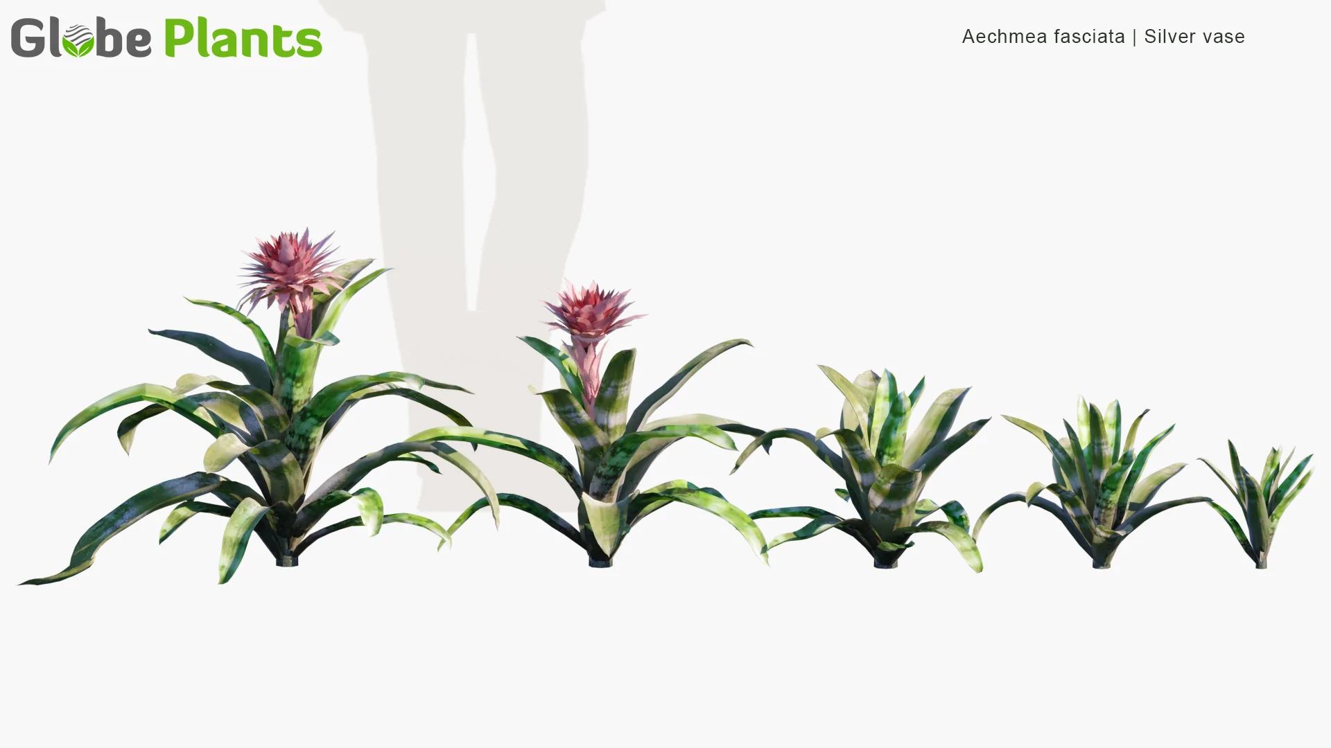 مدل سه بعدی گیاهان باغ خانه برزیلی - 2