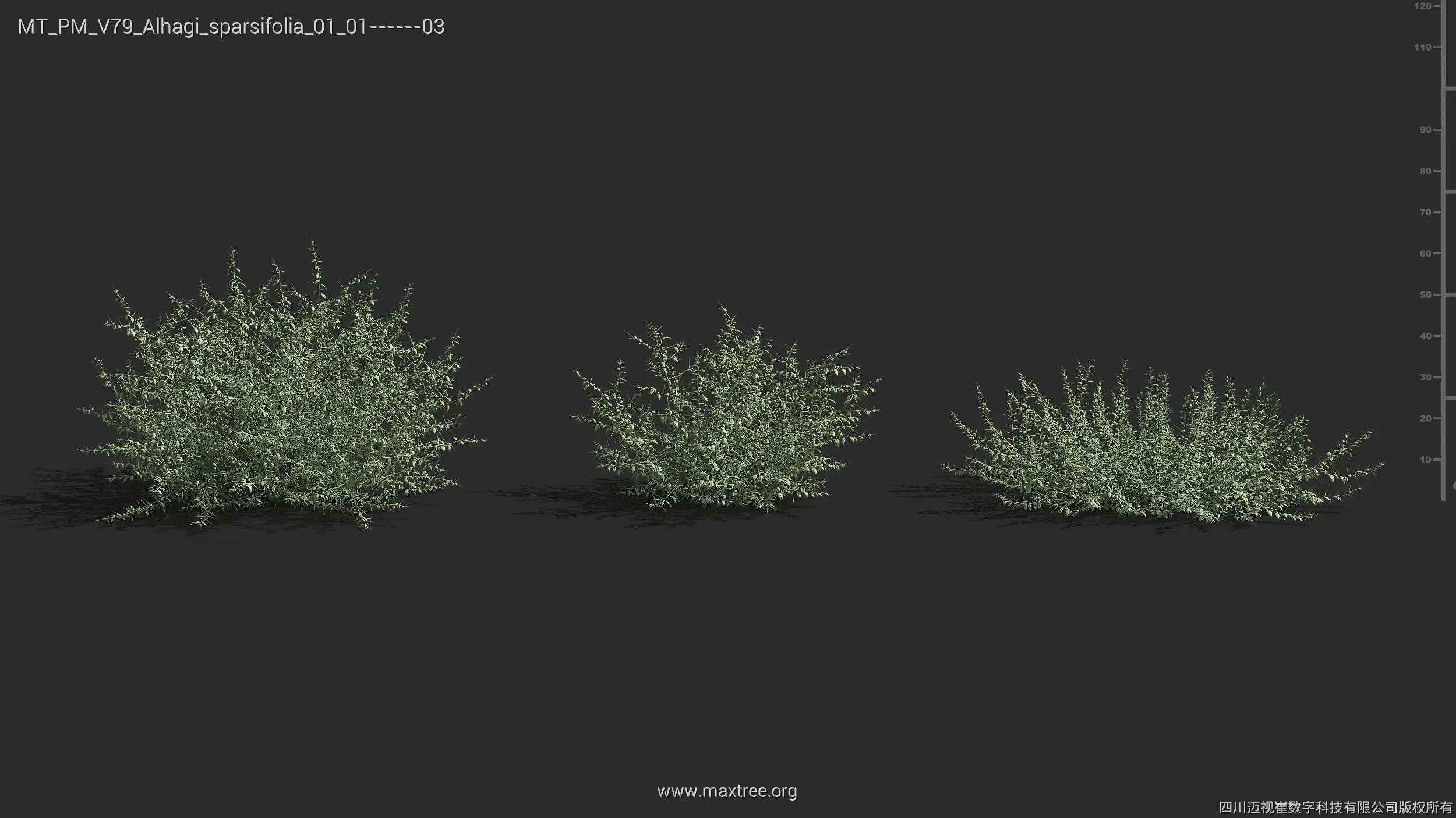 مدل سه بعدی گیاهان بیابانی - 4