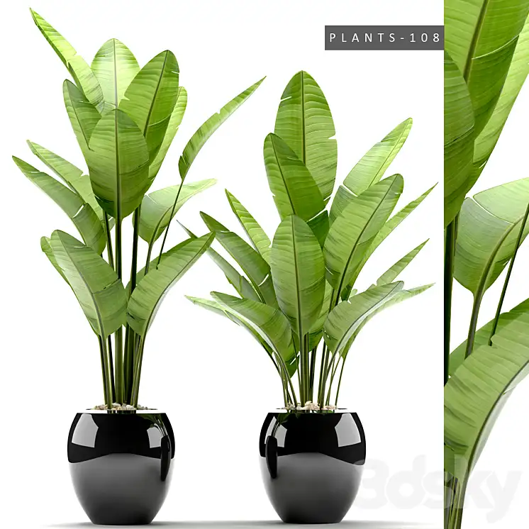 مدل سه بعدی گیاهان آپارتمانی 38 - 2